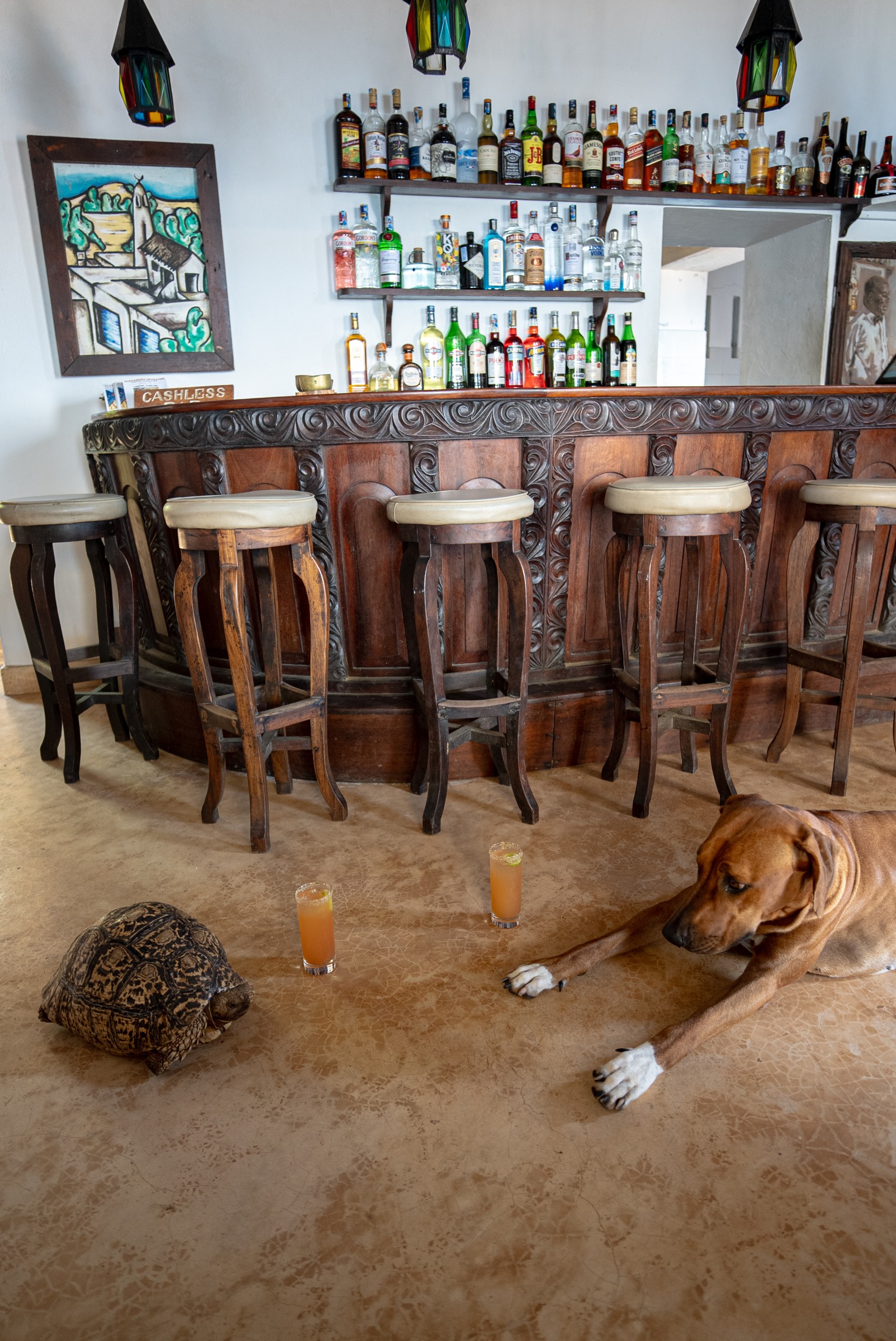 A dog and tortoise below the stools at the Peponi bar